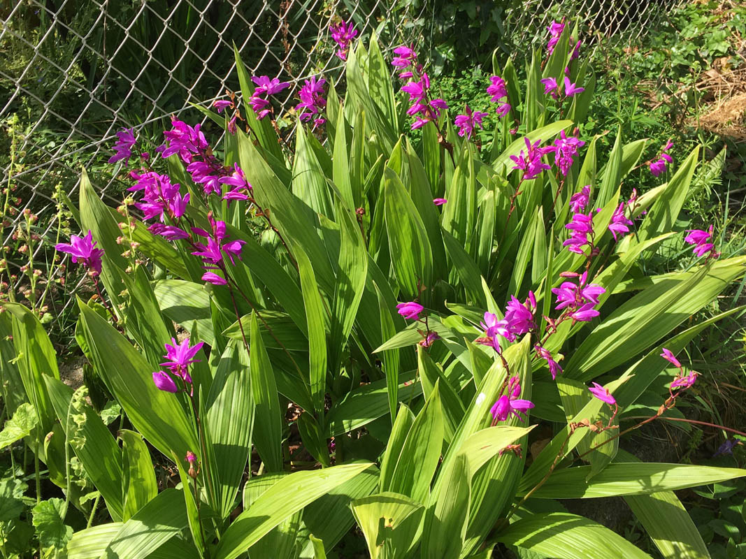 Bletilla striata